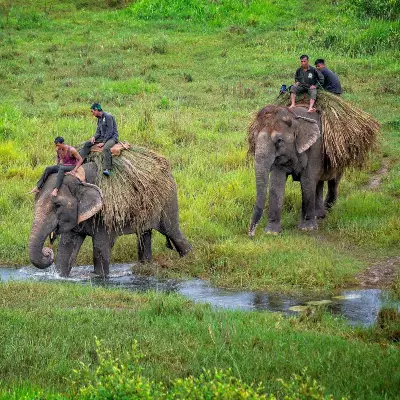 chitwan-national-park-tour-packages