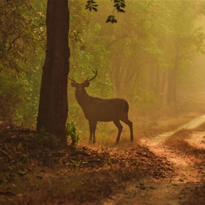 kanha-national-park-safari-packages