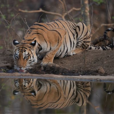 panna-national-park-safari-packages