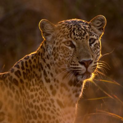 pench-national-park-safari-packages