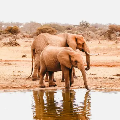 tsavo-national-park-tour-packages