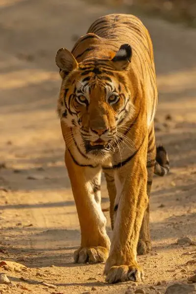 view-tiger-in-wild