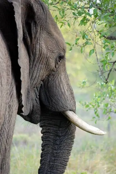 view-wild-elephant