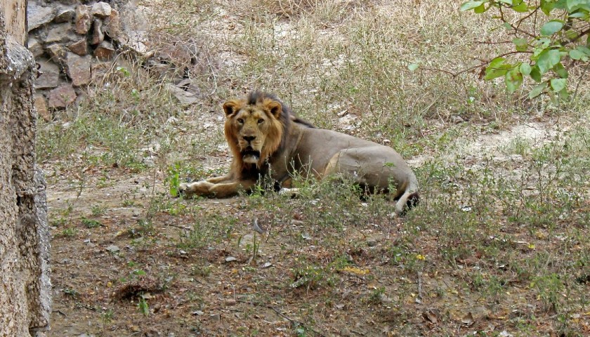 gir-national-park-safari-packages