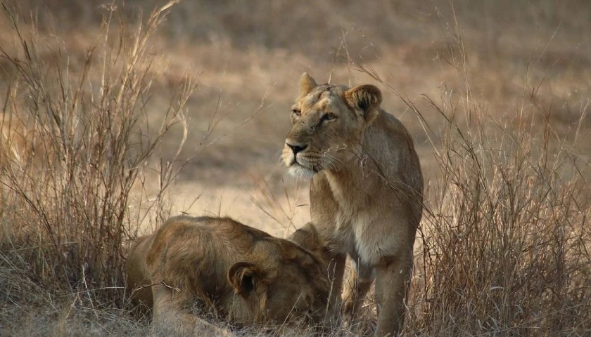 Gir Lion Safari