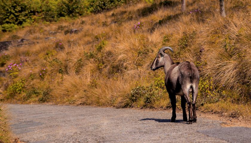 eravikulam-national-park-tour-packages