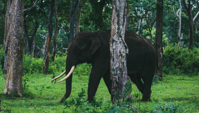 periyar-national-park-tour-packages