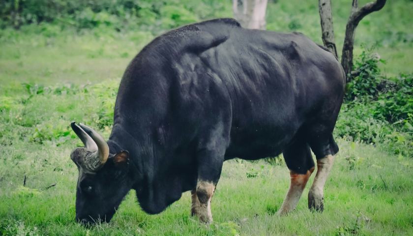 bandipur-national-park-tour-packages