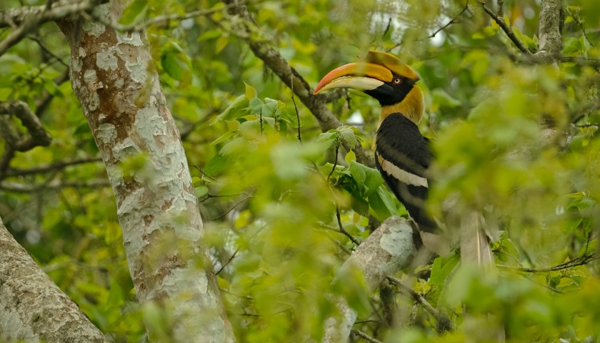 the-great-indian-hornbill-nameri-national-park