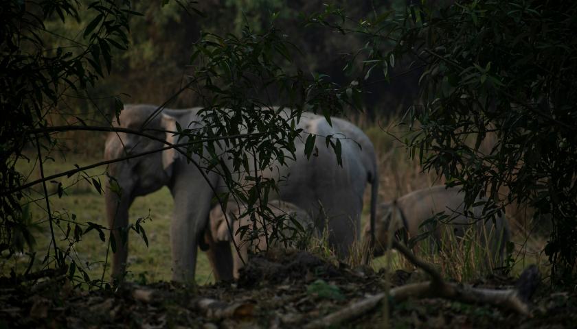 indian-wild-elephant-manas-national-park