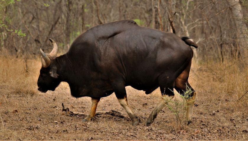 indian-gaur-satpura-national-park