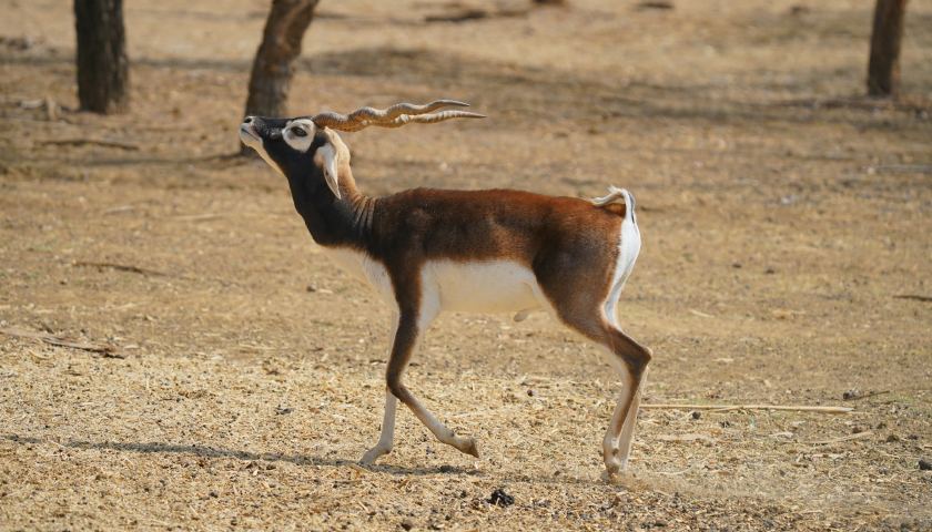 blackbuck-national-park-gujarat