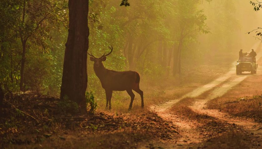 Kanha National Park