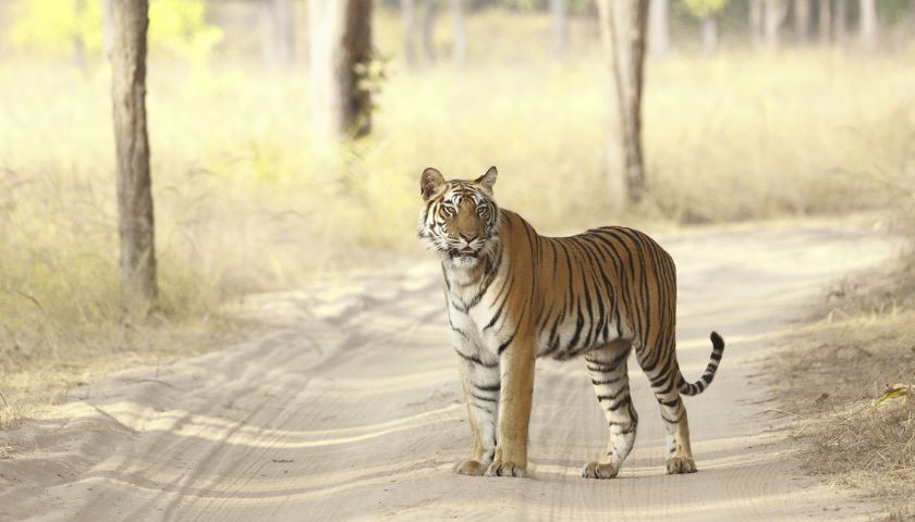 Bandhavgarh National Park