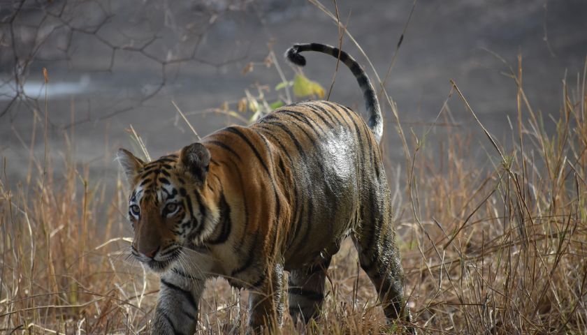 Tadoba Andhari Tiger Reserve