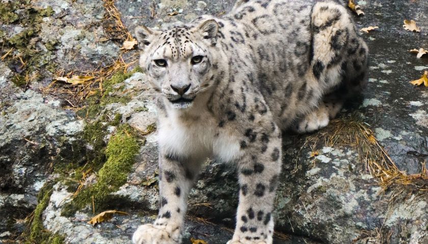 Himalayan Snow Leopard Quest