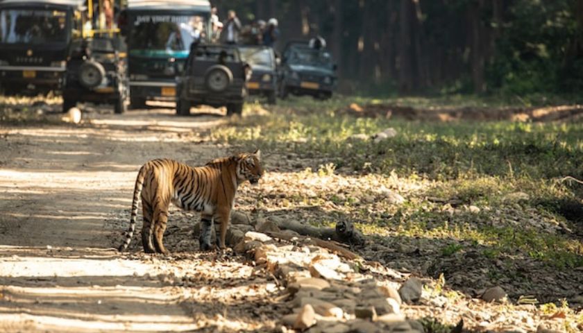 Jim Corbett National Park