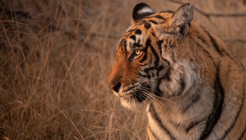 wildlife-photography-tour-India