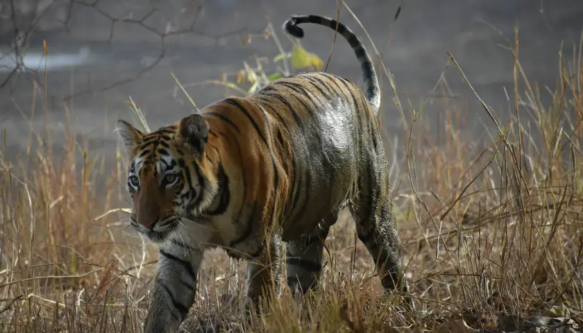 tadoba-safari-tour