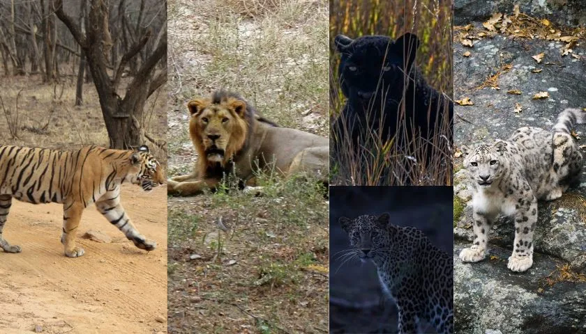india-s-big-cats-wildlife-tour