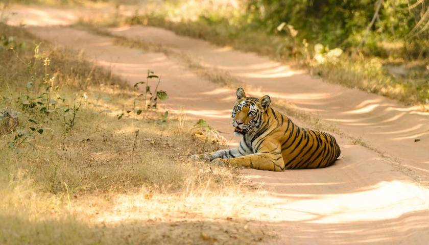 india-tiger-tour