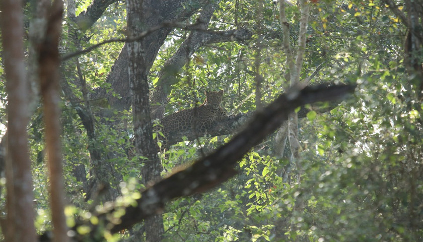 India-leopard-safari-tour