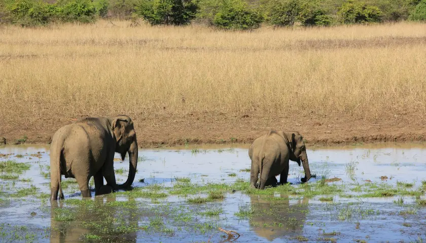 yala-national-park-sri-lanka-tour.webp