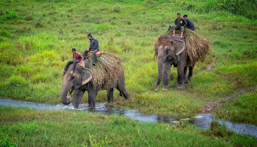 chitwan-national-park-safari-tour