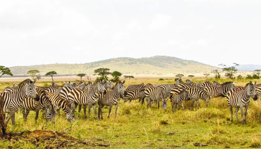 Tanzania-Splendor-Safari-Tour-Package