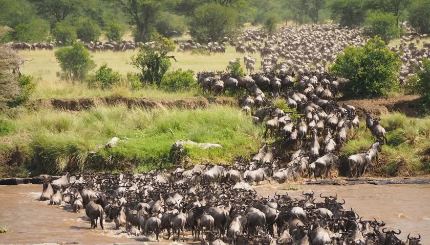 the-great-migration-safari-tanzania