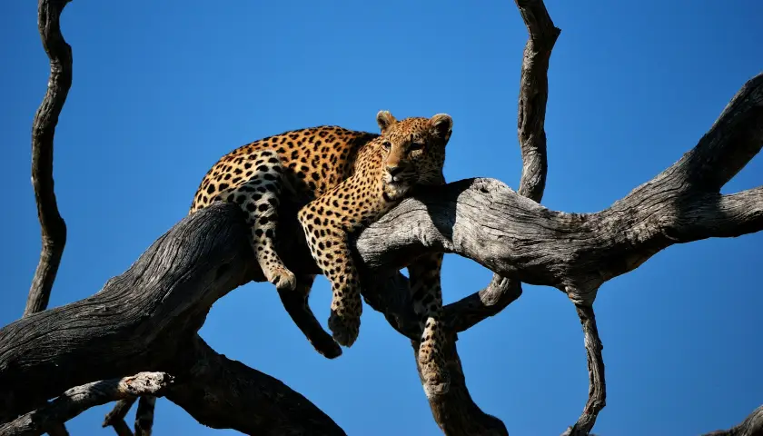 botswana-wildlife-safari