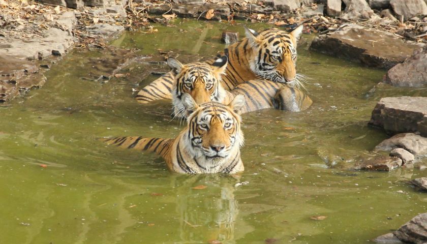 ranthambore-tiger-sightings