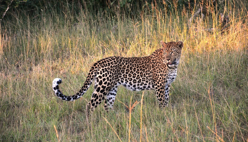 Jim Corbett National Park Tour Package from Delhi