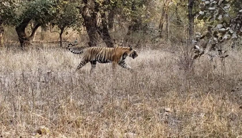 Jim Corbett National Park Tour Package from Delhi