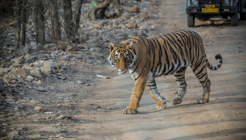 10-Best-Tiger-Reserves-in-India