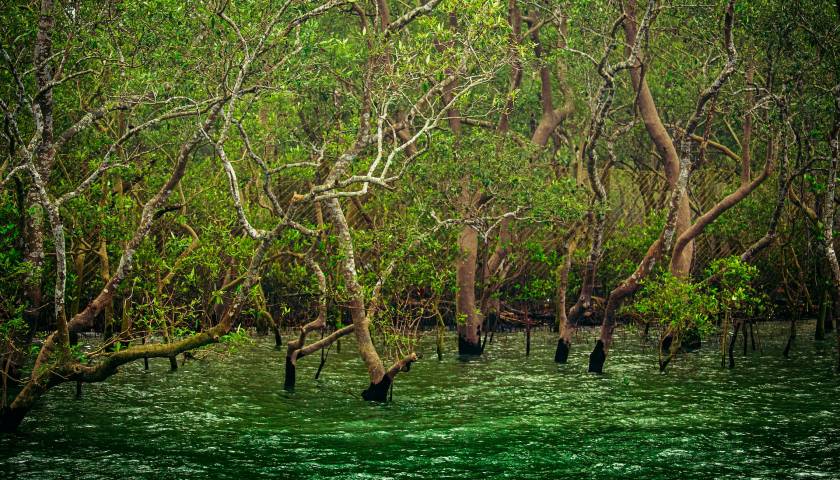 sundarbans-national-park-top-5-largest-forests-in-India.jpg