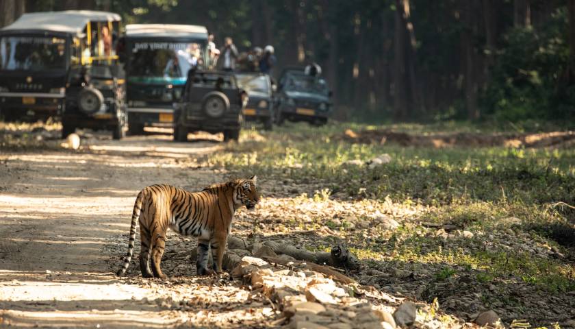 jim-corbett-national-park-travel-guide