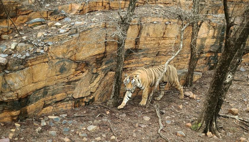 ranthambore-national-park-complete-travel-guide
