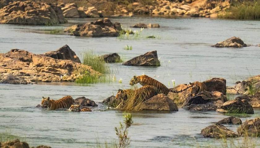 panna-national-park-complete-travel-guide