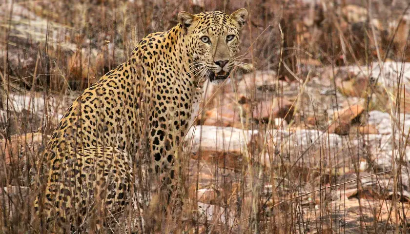tadoba-andhari-national-park-complete-travel-guide