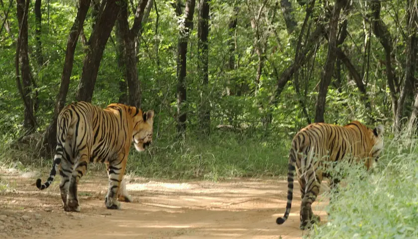 best-safari-zones-in-ranthambore-national-park